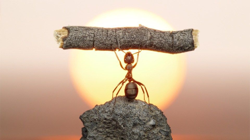 Desarrollo de la voluntad